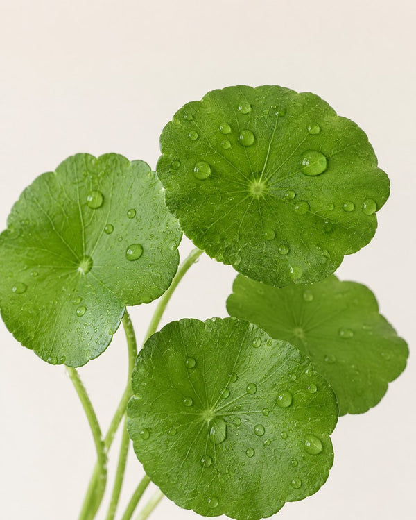 Centella asiatica leaves